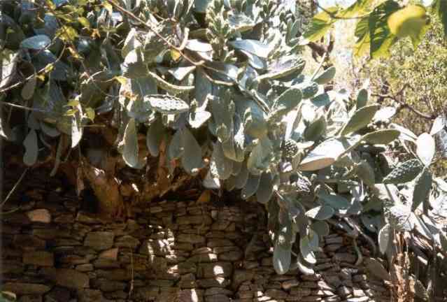 Alte Natursteinmauer mit jahrhunderte alter Opuntie in Valeondades auf der griechischen Insel Samos