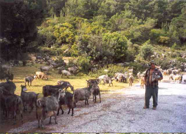 Ziegen mit Ziegenhirte auf der griechischen Insel Samos